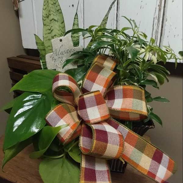 Potted houseplants with a large plaid ribbon bow
