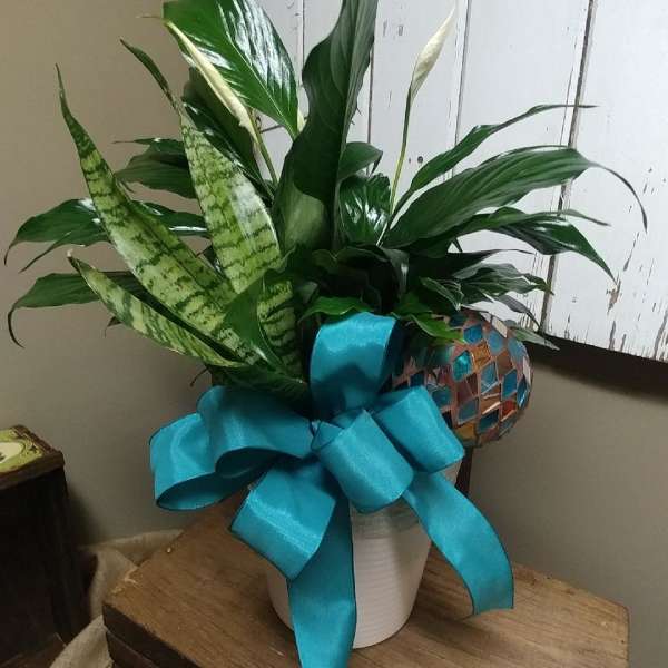 Potted green houseplants arranged with a large blue ribbon