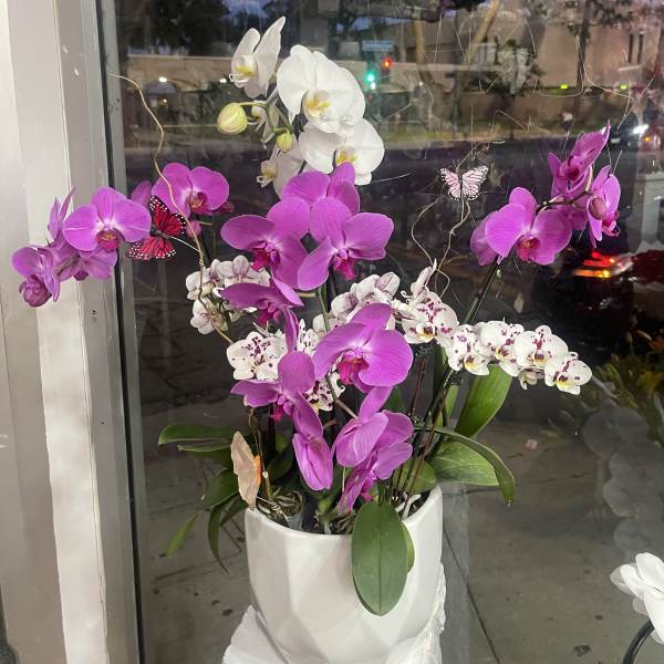 Potted orchids in white and magenta in a white ceramic planter