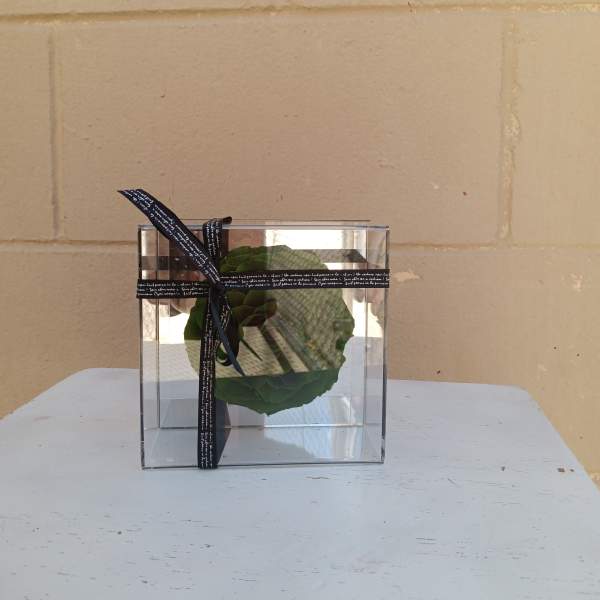 Green succulent in a clear square gift box with a black ribbon