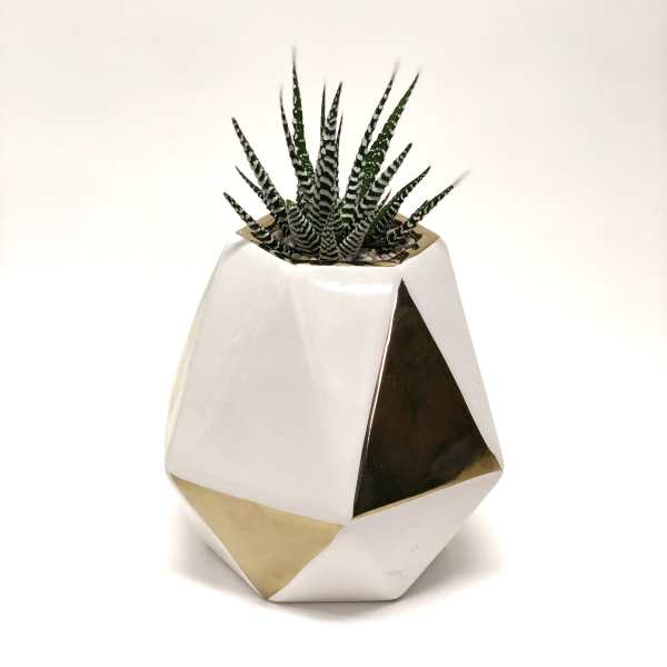 Small potted succulent in a geometric white and gold planter