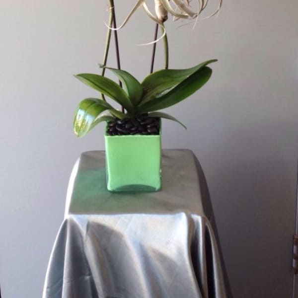 White orchids in a green square pot with an air plant centerpiece
