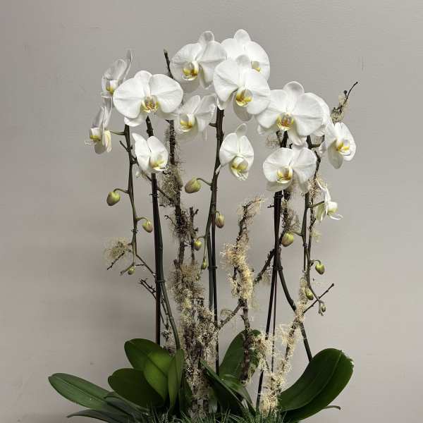 White phalaenopsis orchids with succulents in a distressed white ceramic bowl.