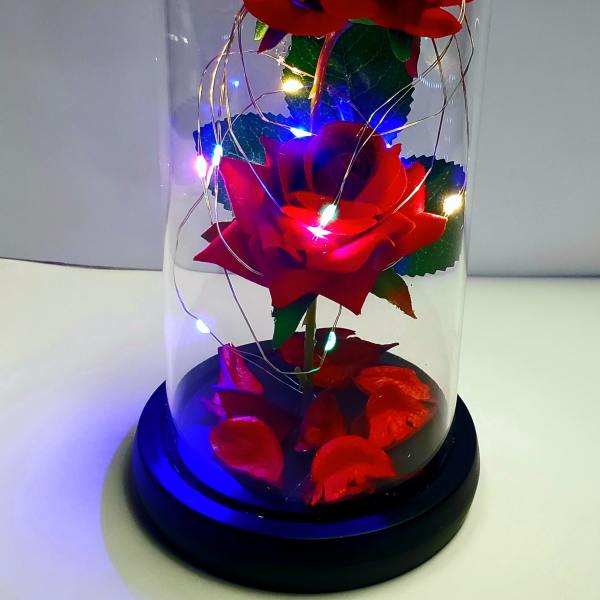 Two red roses under a clear glass dome with string lights