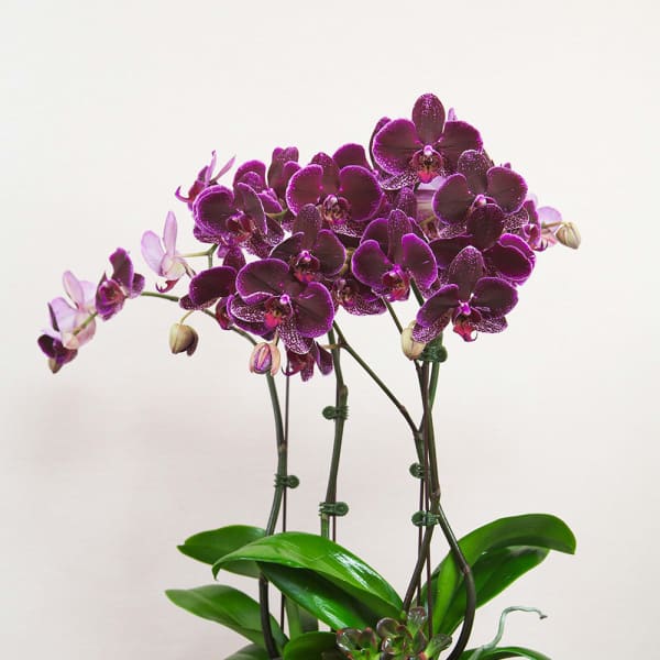 Tall potted purple phalaenopsis orchids with succulents in a white ceramic planter