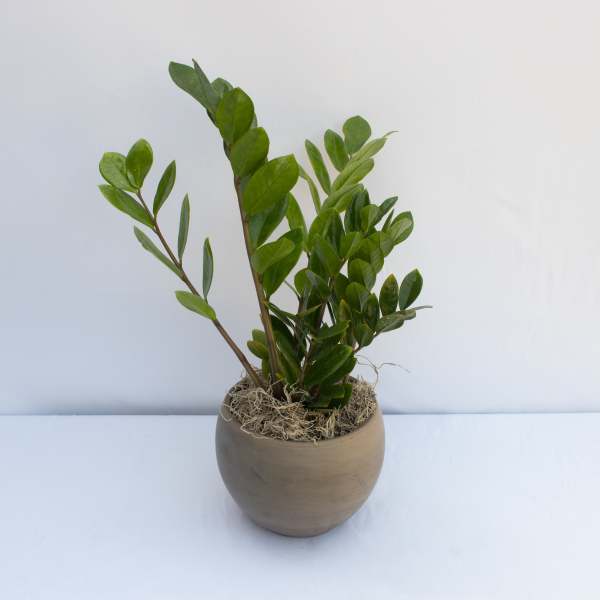 Potted green plant with upright stems in a round beige pot