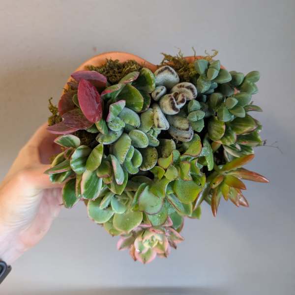 Heart-shaped planter filled with mixed green and red succulents held in a hand against a plain background.
