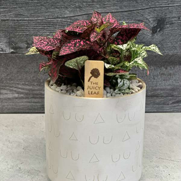 Potted polka dot plant in a white ceramic planter