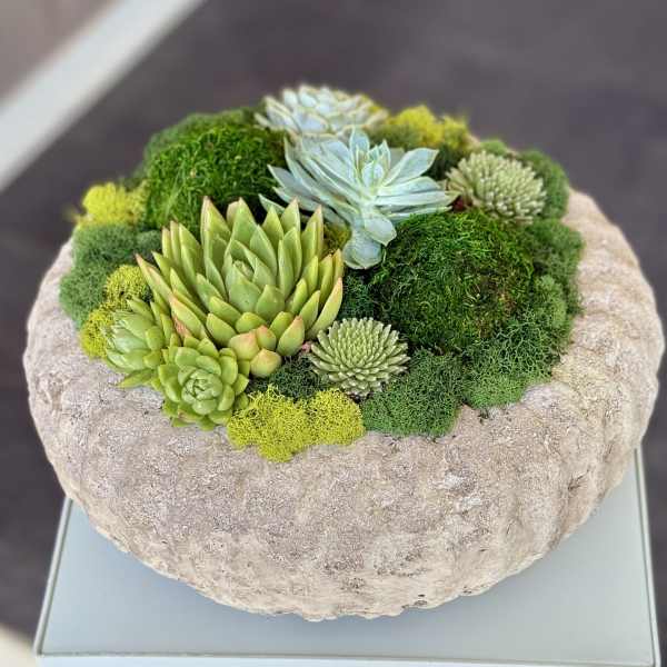 Succulent arrangement in a textured stone bowl with moss accents