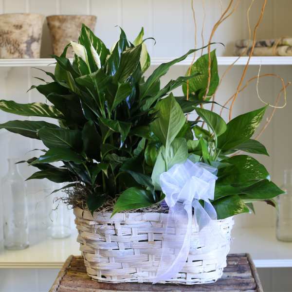 Potted green plant in a white wicker basket with a ribbon
