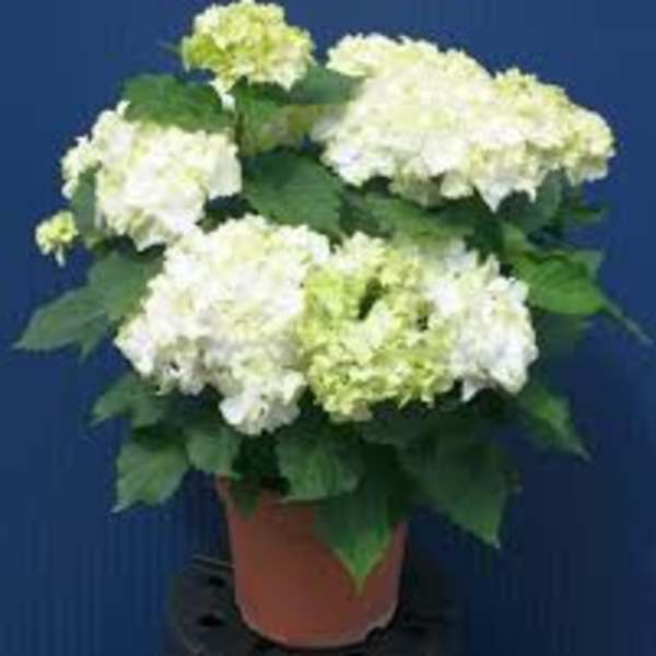 Potted white hydrangea plant with soft green centers against a blue background