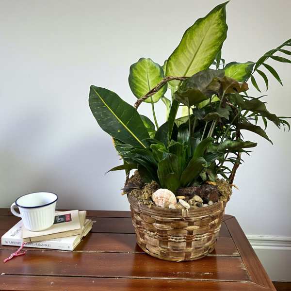 Basket planter with assorted green houseplants and decorative shells