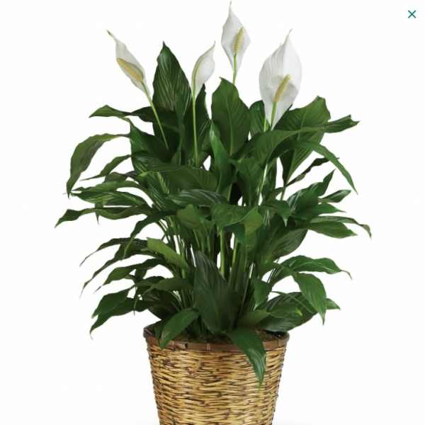 Potted peace lily with white blooms in a woven basket planter