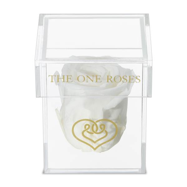Single white rose in a clear acrylic box