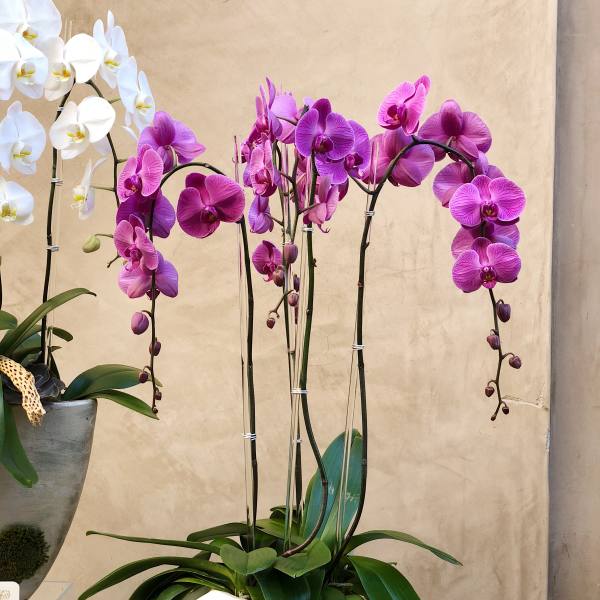 Potted orchids with white and purple blooms in a white planter