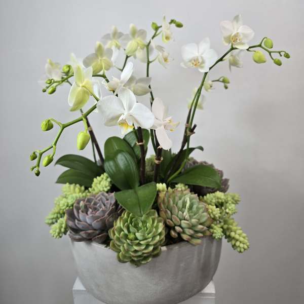 White orchids in a gray bowl with assorted succulents