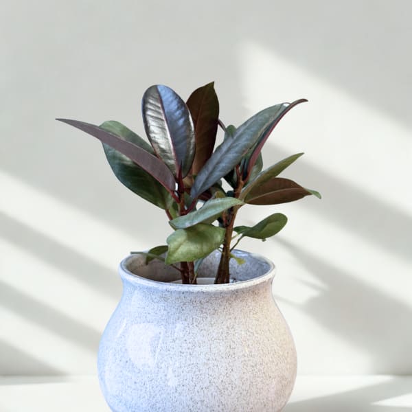 Potted rubber plant in a speckled white ceramic vase