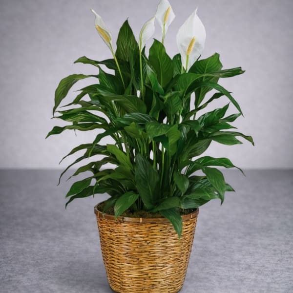 Potted peace lily in a woven basket planter