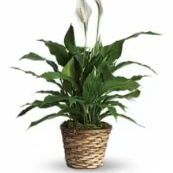 Classic Peace Lily Plant 6 "