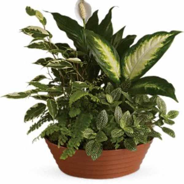 Potted green houseplant arrangement with a white spathe flower
