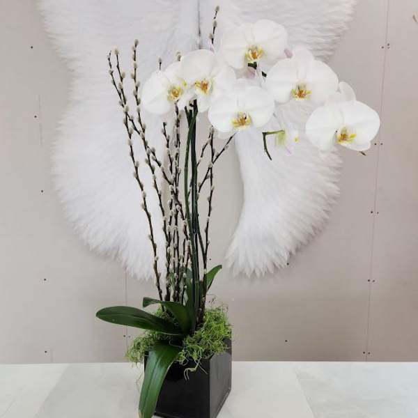 Tall white orchid plant with pussy willow branches in a black cube vase