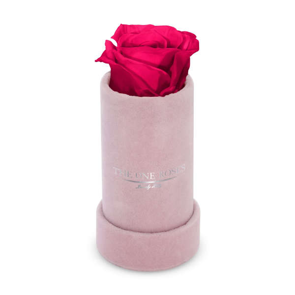 Single red rose in a pink cylindrical box