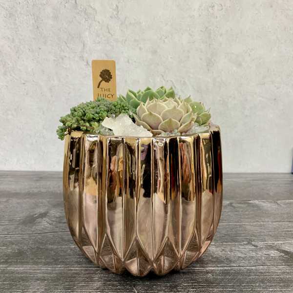Succulent arrangement in a metallic rose-gold pot with a plant tag