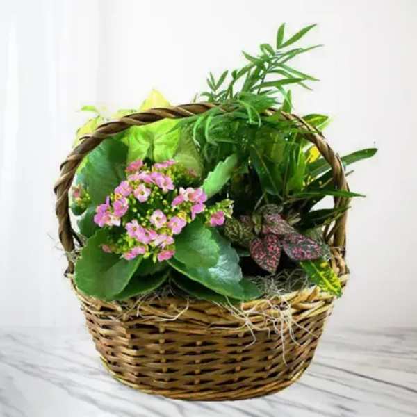 Pink flowering plant arrangement in a wicker basket