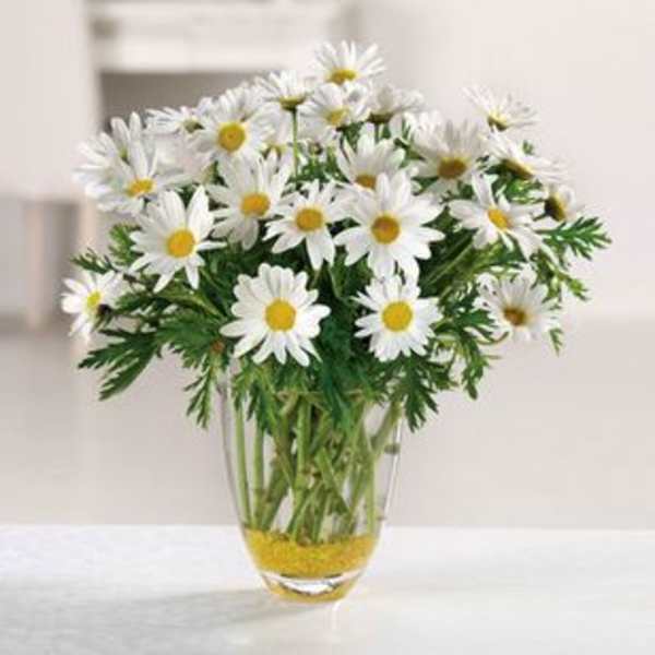 White daisies arranged in a clear glass vase