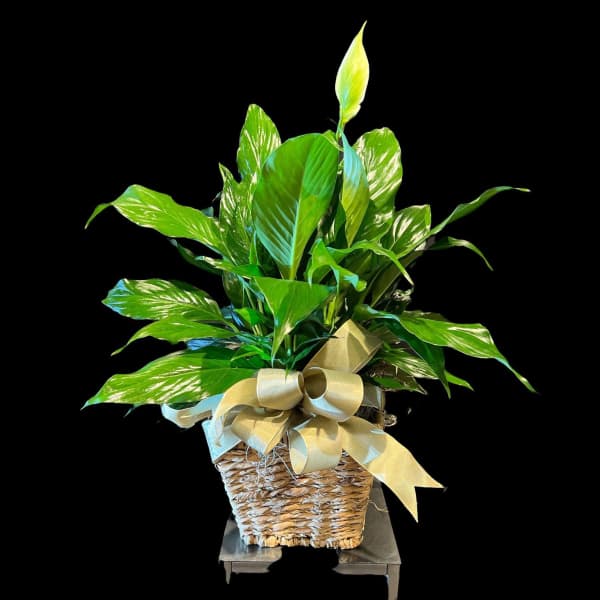 Potted green houseplant in a woven basket with a gold ribbon