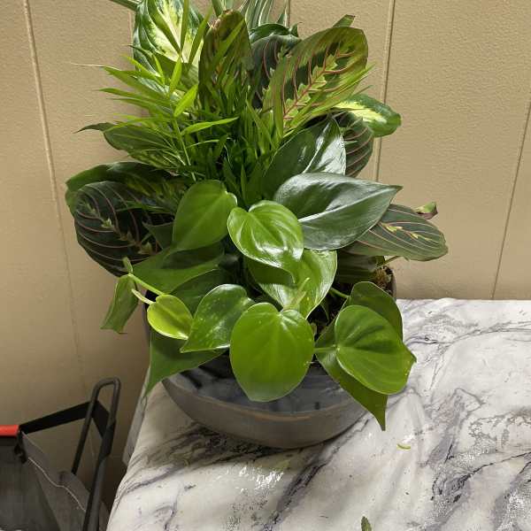 Mixed green houseplant arrangement in a gray bowl planter