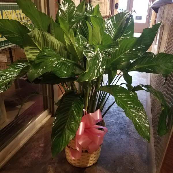 Large green potted plant in a woven basket with a pink bow