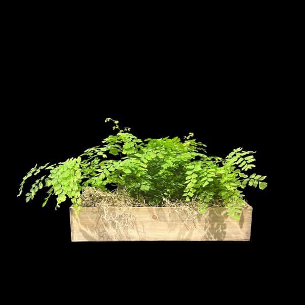 Green fern arrangement in a rectangular wooden planter