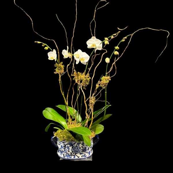 White orchids arranged in a blue-and-white ceramic planter