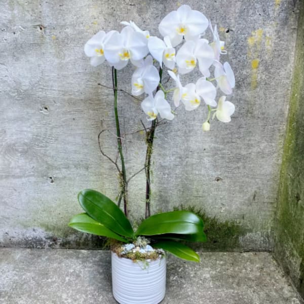White orchid plant in a white pot with broad green leaves
