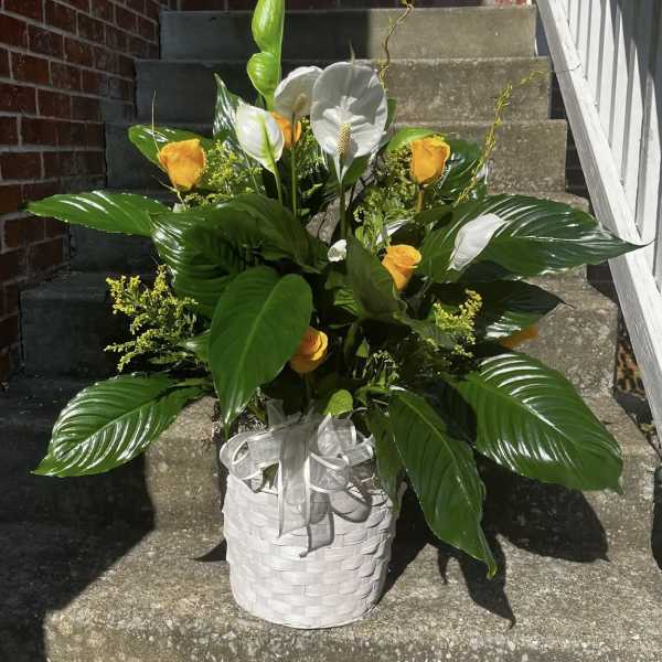 White basket arrangement with yellow roses and white anthuriums
