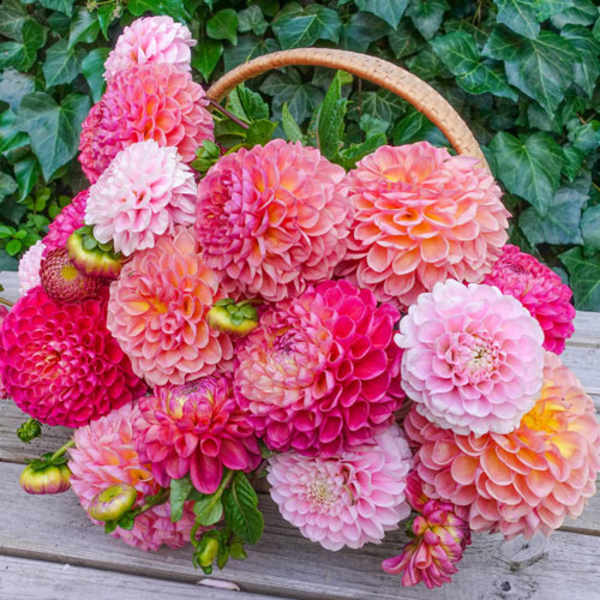 Basket of pink and peach dahlias with a wicker handle