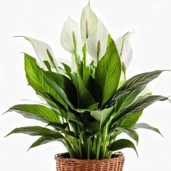 Peace Lily Plant – A Symbol of Comfort and Remembrance