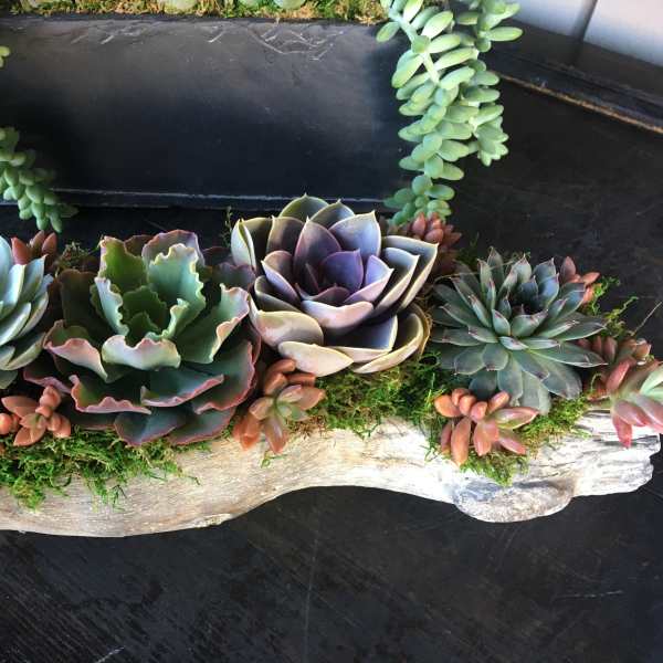 Succulent arrangement in a driftwood planter with trailing succulents above.