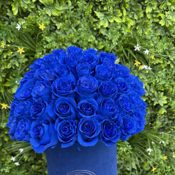 Blue roses arranged in a round velvet hat box