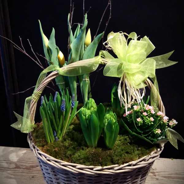 Premium Spring Bulb Garden