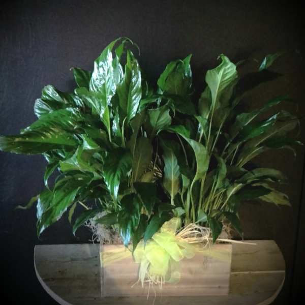 Two lush green potted plants in a wooden planter against a dark background.