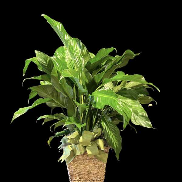 Potted green houseplant in a woven basket with a ribbon