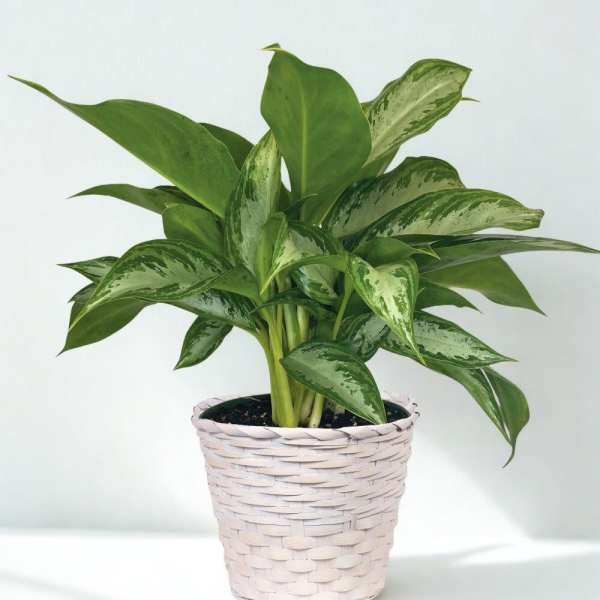 Potted green houseplant in a woven white basket