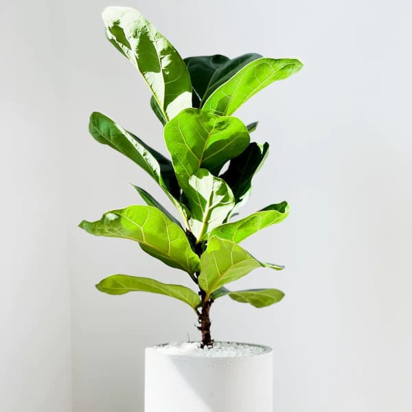 Potted fiddle leaf fig plant in a white cylindrical pot