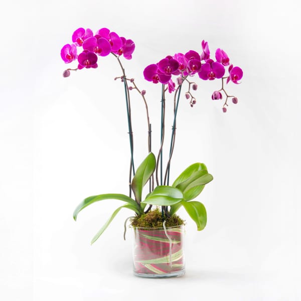 Glorious Gratitude Orchid