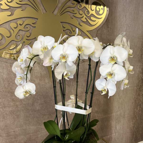White orchid arrangement in a white pot with a ribbon
