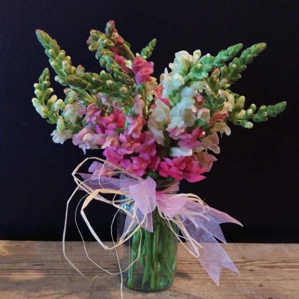 Bouquet of pink and white snapdragons in a glass vase with ribbon