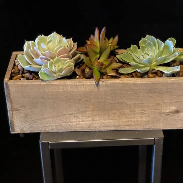 Wooden planter box with three succulent rosettes on pebbles