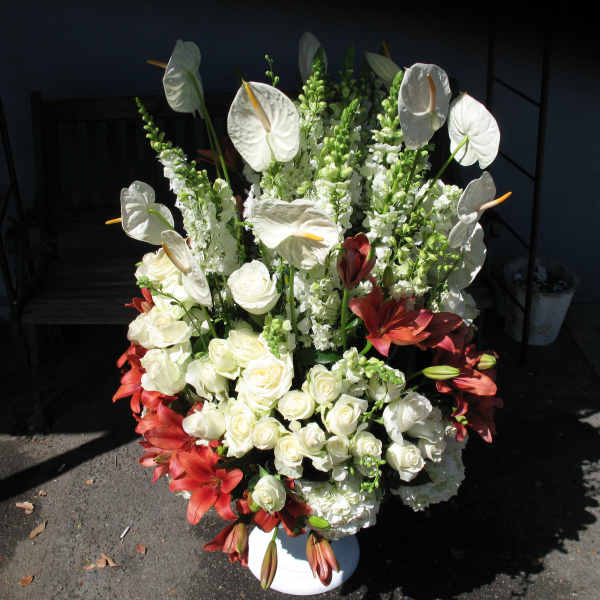 Anthurium Liles Hydrangea F7